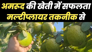 अमरूद की खेती में सफलता मल्टीप्लायर तकनीक से || Soil Multiplier || मल्टीप्लायर ||