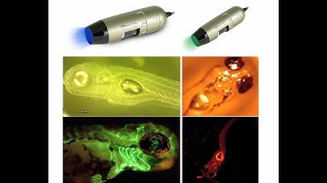 Green & Blue Filtered Wavelength Dino-Lite Models