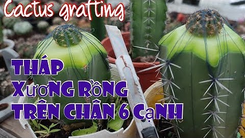 Cactus grafting |Update 2022 - Tháp Xương Rồng trên chân 6 cạnh
