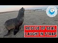 Rescue of Seal Caught In Strap