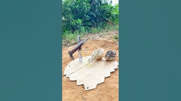 Create Amazing DIY Trap - Quail Trap #shorts