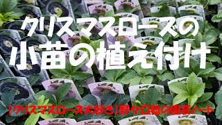 クリスマスローズの小苗の植え付け