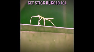 Stick Bug Song (Earrape Version)