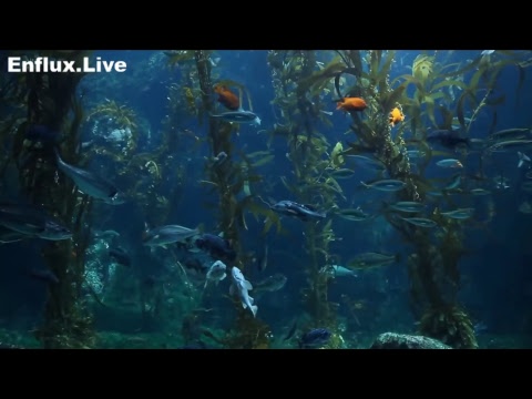 lofi hip hop radio aquarium 24/7 - beats to work/study/chill