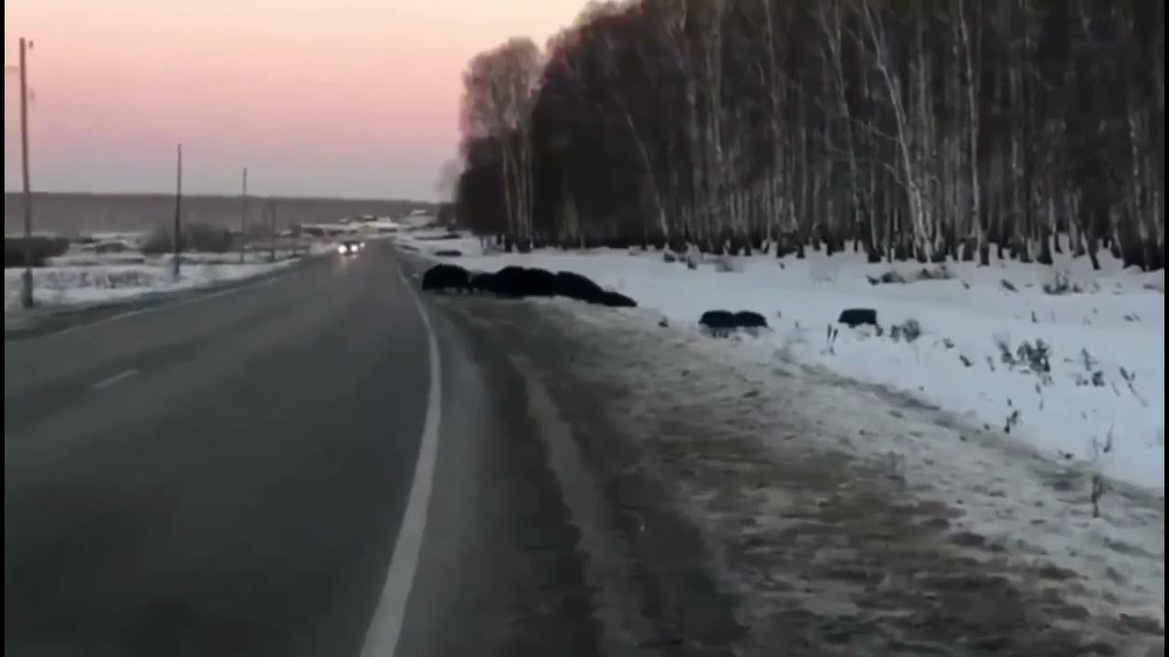 Семья кабана. Дикий кабан с кабанятами. Геншин кабаны монштадт. Дикая свинья. Стадо кабанов секач.