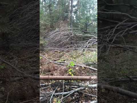 Бурелом. - YouTube
