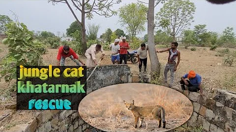 Watch the video about Jungle cat kaisa hota hai #forestcat #junglecat #wildlife