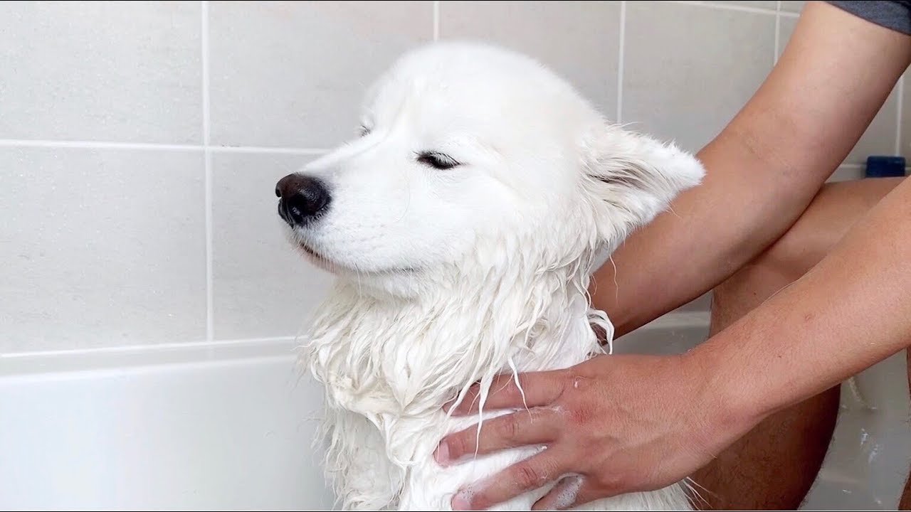 ⁣목욕하다 마사지 즐기는 강아지