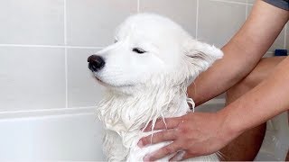 dog enjoys massage while bathing