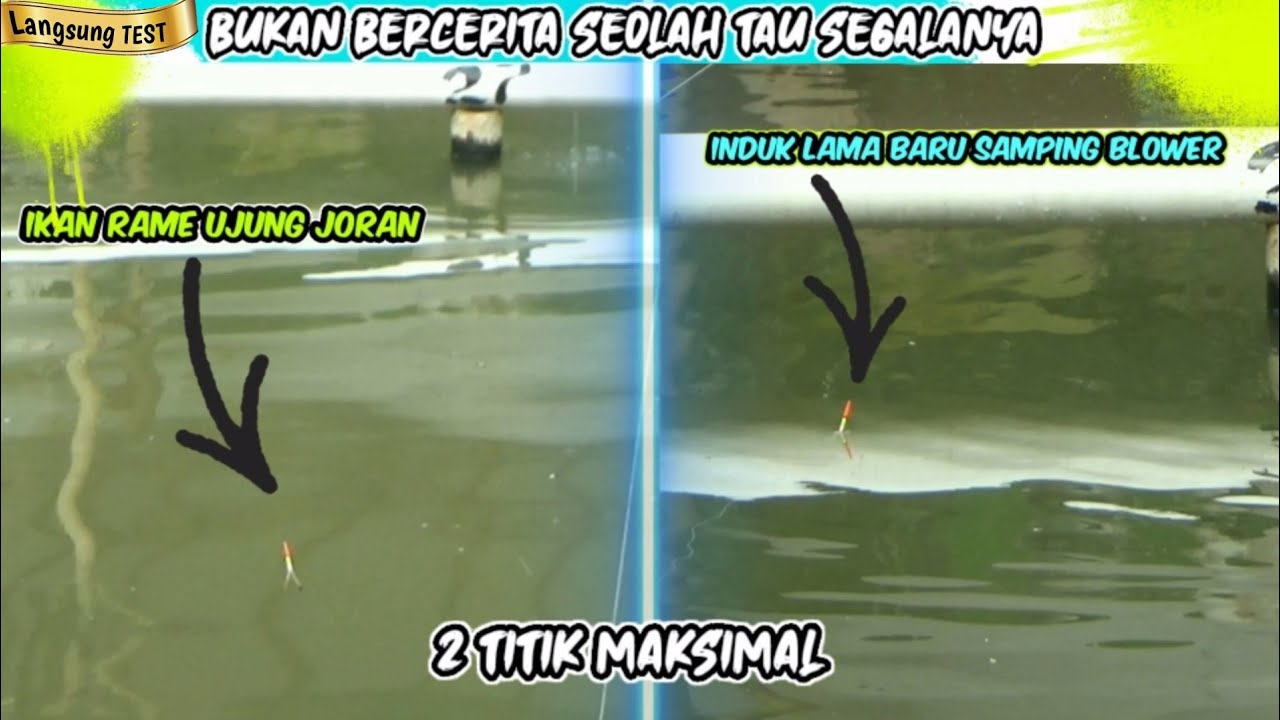 SERIOUSS Pakai Trick Sulap Umpan Ikan Mas| Indukan Rame Makan Lahap