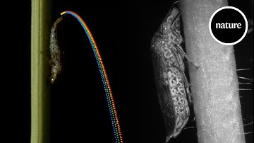 Super-propulsion: How sharpshooting insects flick their pee