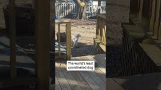The world's least coordinated dog