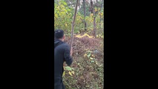 Old man asks to find herbs in the forest #Original