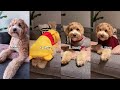 POSITIONS TIK TOK CHALLENGE Feat. Dog | What’s your Home Fashion? #shorts