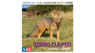 El Zorro Culpeo