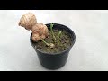 So easy  grow ginger from cuttings  grow at home