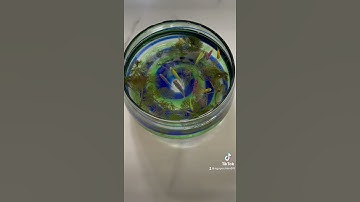 Cá Cánh buồm dạ quang