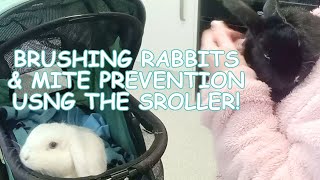 brushing rabbits using the pet stroller by Binky Bunny's Way 179 views 2 months ago 18 minutes