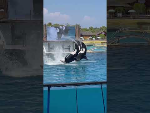 🐋Orca , Killer