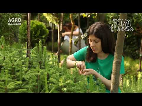 Video: Arboretum este o bucată unică a naturii