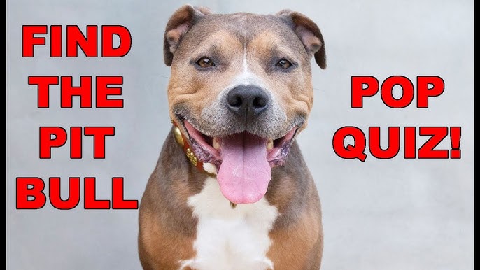 Choy paketi jinsiy aloqada bolgan fotosurat