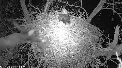 Courageous or Crazy Racoon Enters Nest - Harry & N...