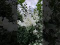 Ботаникалы под ногами. Жасмин #ginology #jasmine #gin