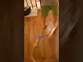 watch this video it's like so cool well uh subscribe
