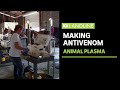 Animal Heroes: Animal plasma helps make antivenom | Landline