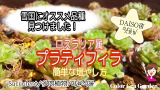 【多肉植物】雪国でも育てられる強い多肉見つけました❕ ロスラリア属プラティフィラ/初心者におすすめ❕