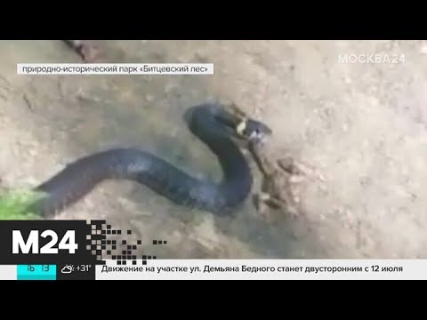 В Битцевском парке заметили змею - Москва 24
