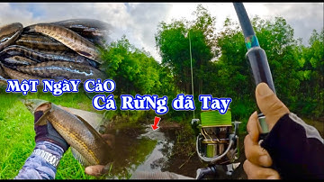 Săn cá lóc rừng tràm u minh || đứng một chổ lên liền 4 con ngày cá ăn mạnh||@duphanfishing69camau