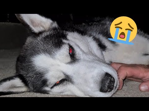 Video: Pregúntele a un veterinario: ¿Por qué mi perro enfermo está bien cuando llegamos al veterinario?