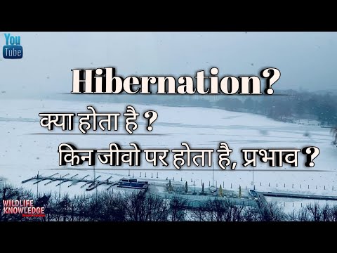 वीडियो: क्या हरमन कछुओं को हाइबरनेट करने की ज़रूरत है?