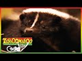 🐵🐒 Zoboomafoo 139 | Stinky | Animal shows for kids | Full Episode | HD 🐵🐒