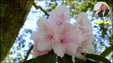 من اجمل ما سمعت لفضيلة الشيخ عبدالباسط عبدالصمد ماتيسر من سورة(يوسف )