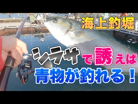 海上釣堀 青物と鯛を釣り分ける方法 シラサエビの誘い釣りで高確率で青物をヒットさせる アタリと合わせについて説明 Youtube