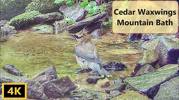 Cedar Waxwing's Mountain Bath