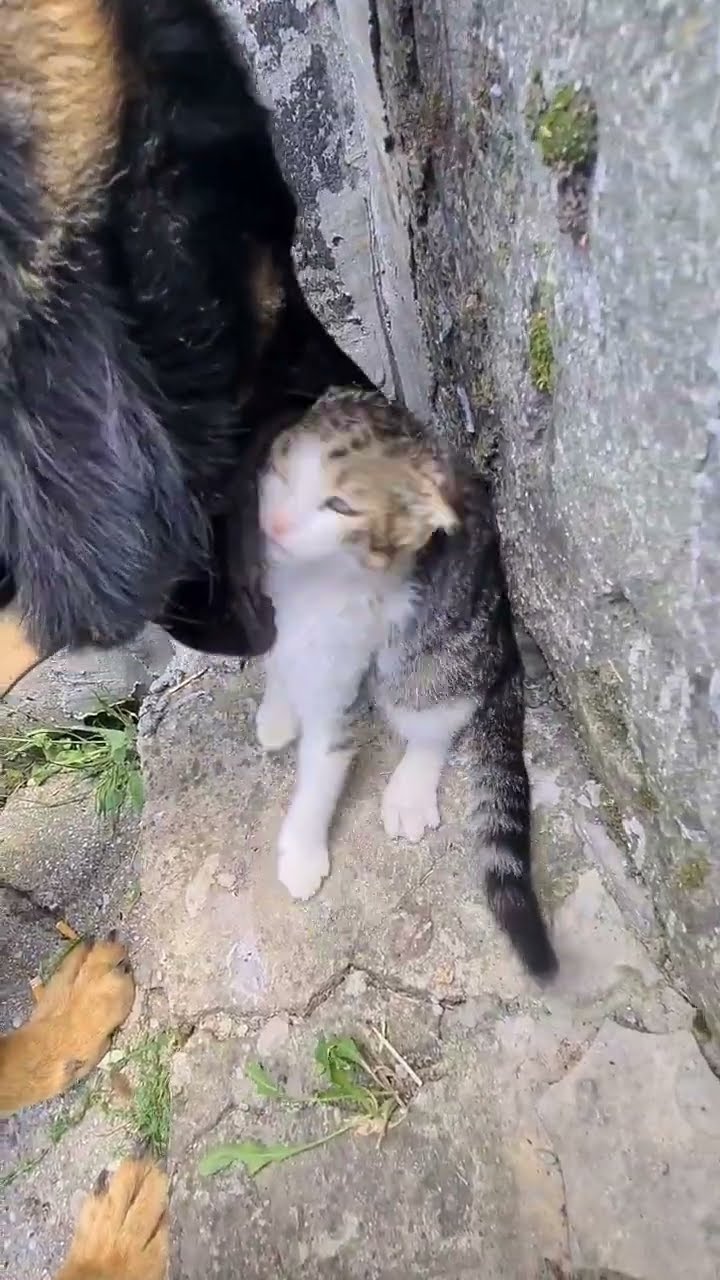 собаки любят кошек