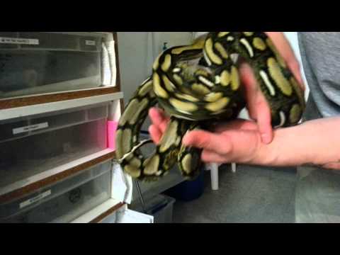 Reticulated pythons
