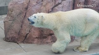 男鹿水族館GAOのホッキョクグマ展示場