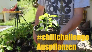 #chilichallenge2024 Chlily Challenge Auspflanzvideo