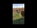 Mini Donkey Defends Cat By Kicking Cow Away When It Made Her Uncomfortable 