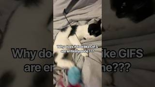 Are GIFS gone? #cat #nissanavensis #memes #cutecat #gifs #youtubefeatures Are GIFS gone? #cat #nissanavensis #memes #cutecat #gifs #youtubefeatures