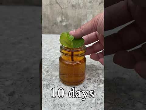 Video: Anthurium Plant Drooping - Nini cha kufanya kwa Anthurium yenye Droopy