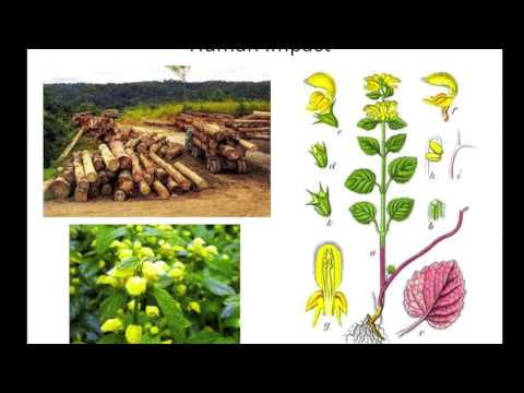 BIO 101: Yellow Archangel