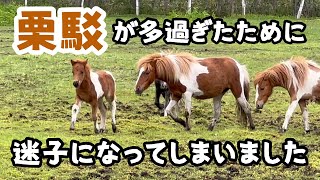 【馬の赤ちゃん】親子馬、合流栗駁が多過ぎたために迷子の仔馬が出てしまいました