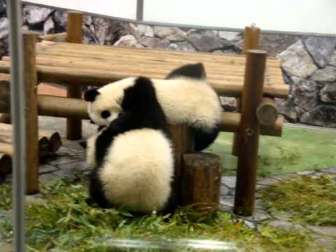 パンダパピィズ海浜･陽浜③