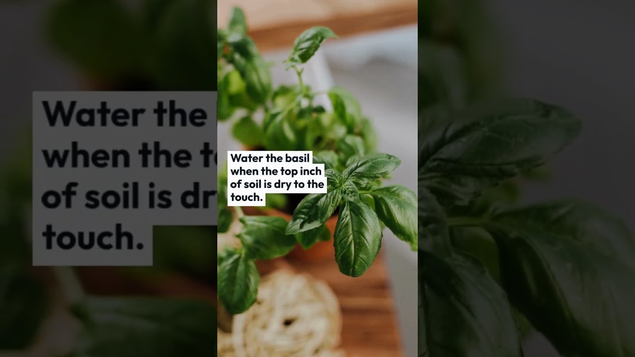 Grow You Own Basil Plant 