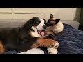 Deog the bernese mountain goober and her best friend mao the siamese cat